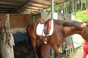 Horse Bound
