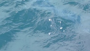 Coast Guard Assists in the Release of More Than 600 Sea Turtles