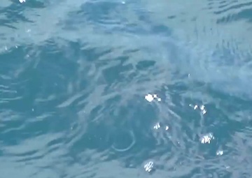 Coast Guard Assists in the Release of More Than 600 Sea Turtles