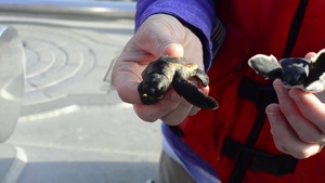 Coast Guard Helps Release 25 Baby Sea Turtles Off Cape Canaveral Coast
