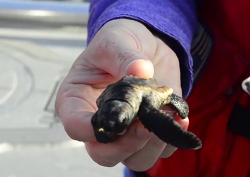 Coast Guard Helps Release 25 Baby Sea Turtles Off Cape Canaveral Coast