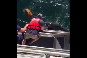 Coast Guard and The Center for Coastal Studies save turtle near Nomans Land, Massachusetts