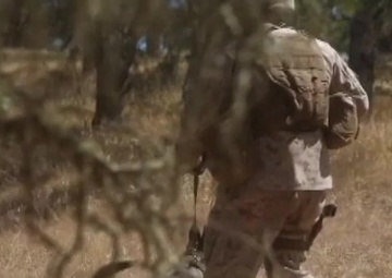 Military Working Dogs Follow Their Noses