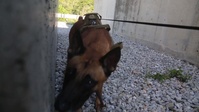Every Dog Has Its Day - Episode 1