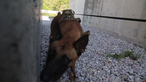 Every Dog Has Its Day - Episode 1