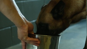 Every Dog Has Its Day - Episode 2