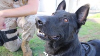 A Military Policeman and his Partner