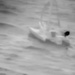 Coast Guard rescues mariner aboard damaged sailboat off Kauai