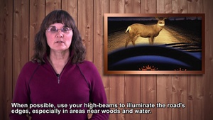 Deer Safety