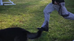 Provost and Paws
