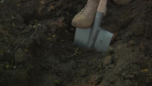 Trees for a stronger Romania