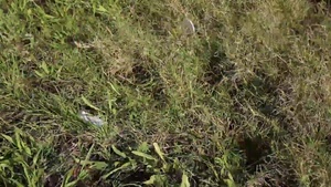 Marines clean up MCAS Miramar