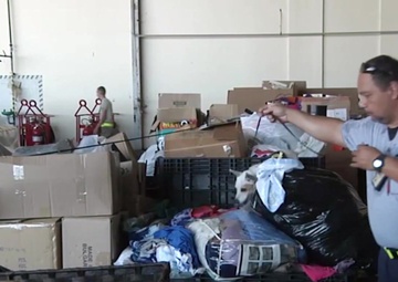 All Hands Update: Brown Tree Snake