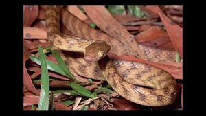 Environmental Impact of Brown Tree Snakes in the Pacific region