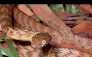 Environmental Impact of Brown Tree Snakes in the Pacific region