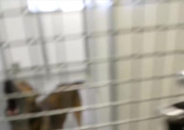 Military Working Dogs Training in Germany