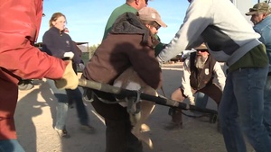 Sonoran Pronghorn management