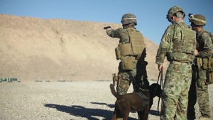 United States Marine Corps Military Working Dog Team Deployment Course Prime Cuts On Live Range