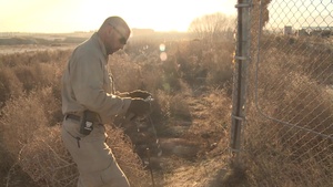 Wild Bagram