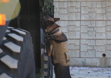 Working Like a Military Working Dog