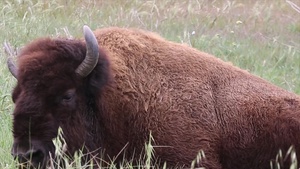 Bison on Camp Pendleton B-ROLL