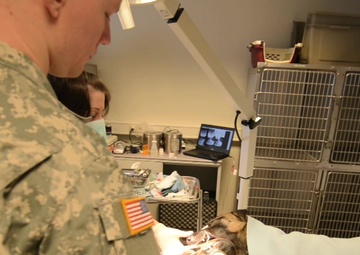 T262 Hella Military Working Dog Tooth Extraction