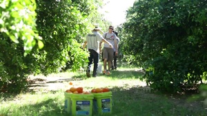 The Single Marines Volunteering Harvesting Produce