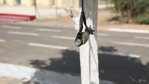 U.S. Marines Working with Senegal to Add Demining Capability for West African Nation