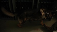 Unmuzzling Military Working Dogs, Part 1/4 -- Patrol Explosive Detection Dog (no graphics)