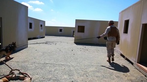 Marines train with their dogs to improve and maintain unit efficiency