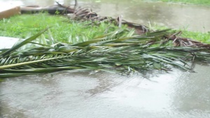 Typhoon Season