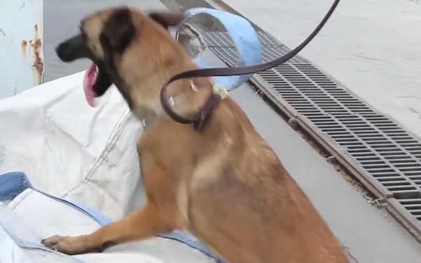 USCBP Detector Canines work with their new Tanzania Handlers at the Seaport, Dar Es Salaam, Tanzania