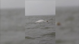 Coast Guard Rescue Swimmer Investigates Overturned Boat During Search