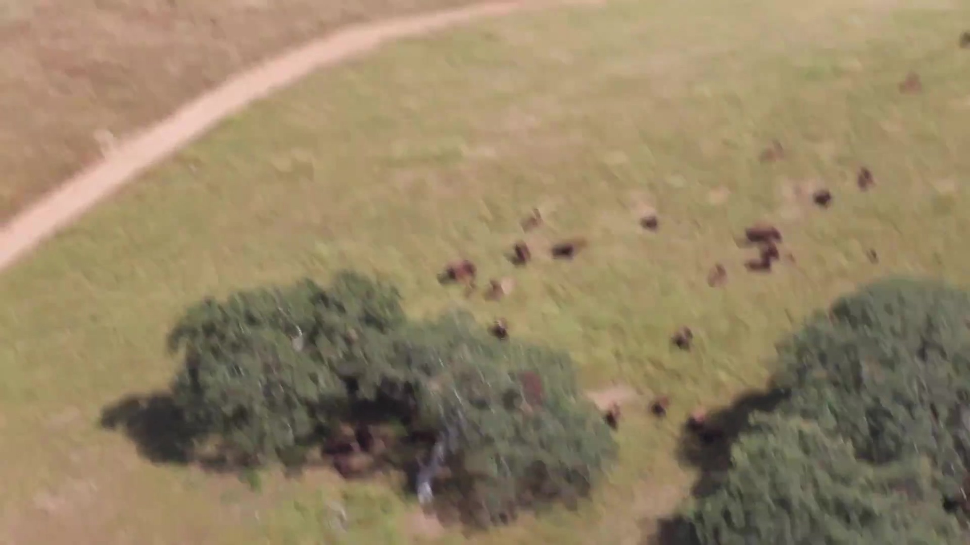 Bison roam the northern part of Camp Pendleton, Calif. On April 26th, 2016. Bison numbers dropped from 60 million to less than 800 in the late 19th century. The species is no longer endangered due to conservation efforts. The San Diego Zoo donated 14 bison nearly 40 years ago. Up to 150 roam the base today. (U.S. Marine Corps motion media by Cpl. Karla J. Lara/MCIWEST-MCB CamPen Combat Camera/Released)