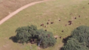 Bison on Camp Pendleton