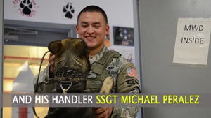 National Police Week 2016 | Military Working Dog Handler