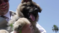 Camp Pendleton Marine's Son Receives Service Dog
