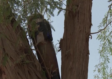 Improvised Explosive Device Training to Djiboutian Cadets
