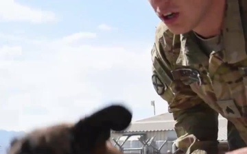 Sniffing out Security Threats: Military Working Dogs