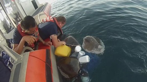 Endangered turtles freed from derelict nets
