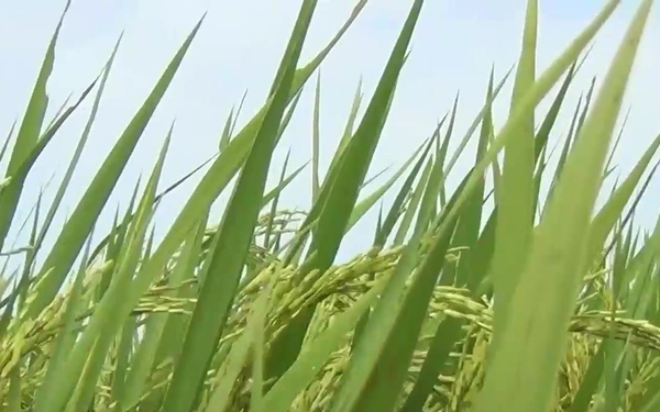 Small innovation yields big harvest