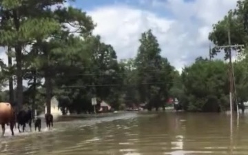 Coast Guard crews respond to flooding in Louisiana - B-ROLL video