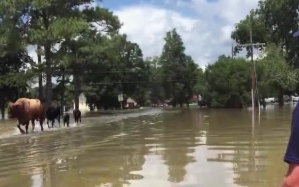 Coast Guard crews respond to flooding in Louisiana - B-ROLL video