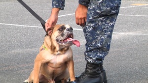 All Hands Update: Man's Best Friend Helps Relieve Stress