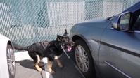 Camp Pendleton Marine Corps K9 Q&A
