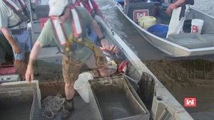 Lower Mississippi River Pallid Sturgeon