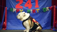 Happy Birthday from Chesty XIV, No Graphics