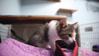 Camp Pendleton Animal Shelter Volunteer Program