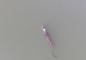 Wild Alligator at Fort Stewart