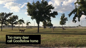 Deer Awareness